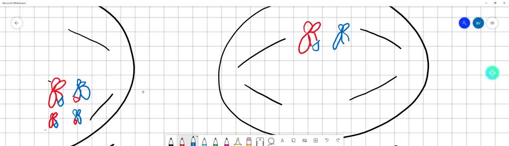 SOLVED: Using 2n = 4 and your colored pencils, follow a cell with this ...