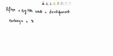 after-the-eighth-week-of-development-an-embryos-is-referred-to-as-what-78013