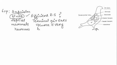the-most-efficient-vertebrate-respiratory-system-is-that-of-a-amphibians-b-birds-c-reptiles-d-mamm-2-76987