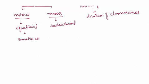 identify-the-stages-of-meiosis-by-filling-in-the-blanks-and-then-rearrange-the-sentences-to-place-the-stages-in-the-correct-order-starting-with-prophase-drag-the-text-blocks-below-into-their-90001