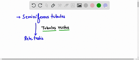 question-39-of-75-flao-questioh-spermatozoa-are-conveyed-from-he-seminiferous-tubules-to-the-rete-testis-via-he-answrers-duclus-deferens-ductull-eiferentes-ductus-epididymis-tubuli-recti-61866