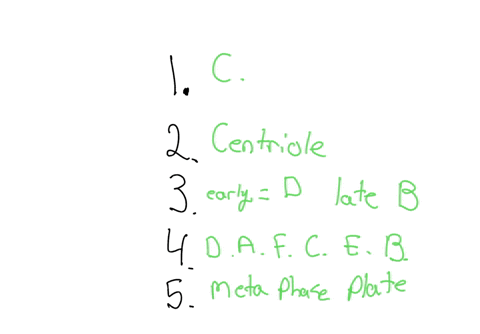 1-which-cell-is-in-metaphase-and-why-2-in-cell-a-what-is-the-structure-labeled-as-x-3-which-cells-shows-the-earliest-phase-and-the-last-phase-4-place-the-diagram-in-order-from-last-to-first-28151