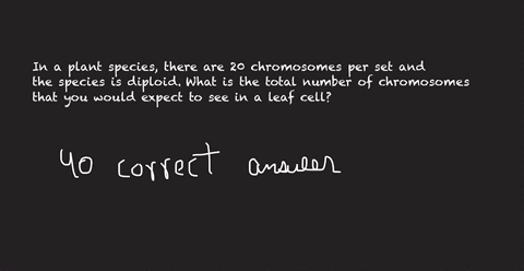 in-a-plant-species-there-are-20-chromosomes-per-set-and-the-species-is-diploid-what-is-the-total-number-of-chromosomes-that-you-would-expect-to-see-in-a-leaf-cell-ans-is-40-please-explain-82573