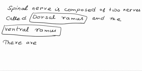 294-exercisetb-spinal-nerves-8radialn-10pudendal-n-dspinal-nerves-complete-the-sentences-with-the-correct-term-about-the-spinal-nerves-and-the-cpeeal-ee-3there-are-pairs-of-spinalnerves-4the-27395