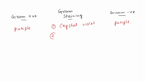 what-would-happen-if-you-left-out-the-safranin-step-when-performing-the-gram-stain-the-gram-positive-cells-would-be-purple-but-the-gram-negative-cells-would-not-be-visible-all-of-the-cells-w-67028