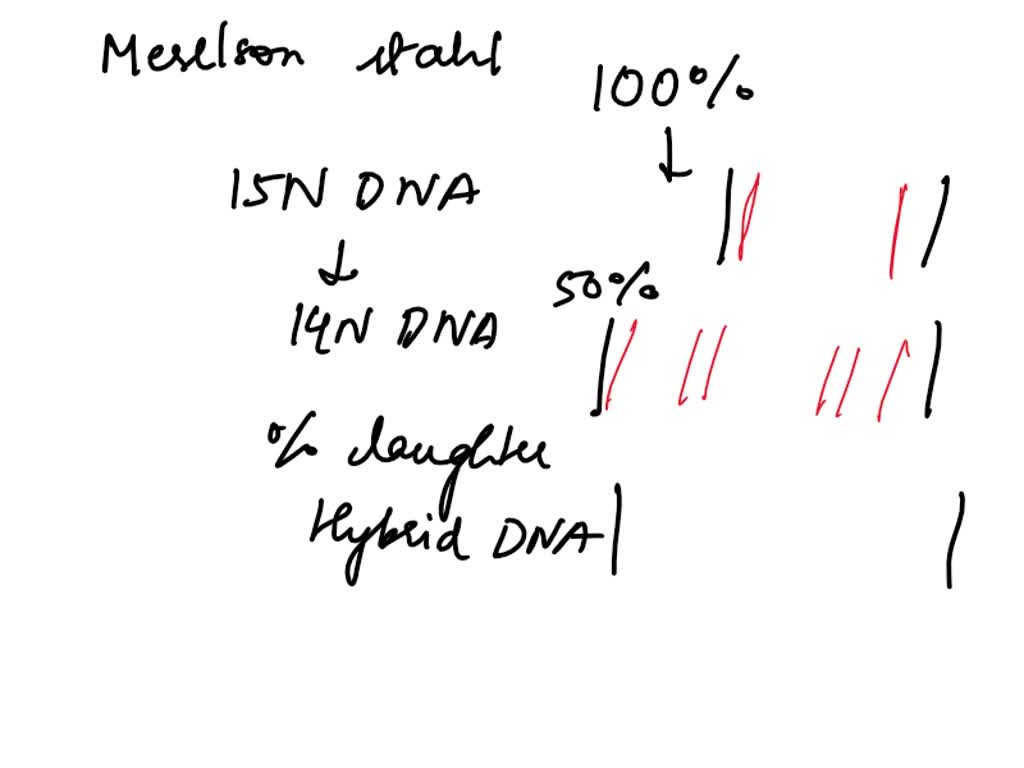 in meselson and stahl experiment n15 was