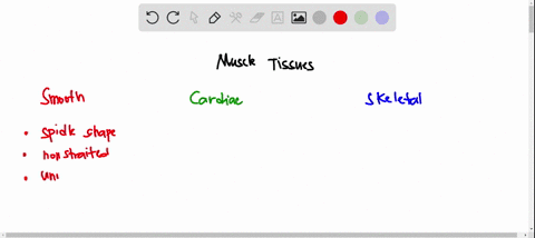 identify-the-tissue-type-in-the-image-hint-it-is-a-muscle-tissuemay-need-this-site-to-help-httpshistologyguideorgslidebox04-muscle-tissuehtml-lab-6-activity-1-identify-the-tissue-type-in-the-47324