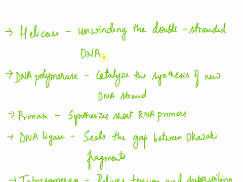 what-role-do-enzymes-play-in-dna-replication-49564