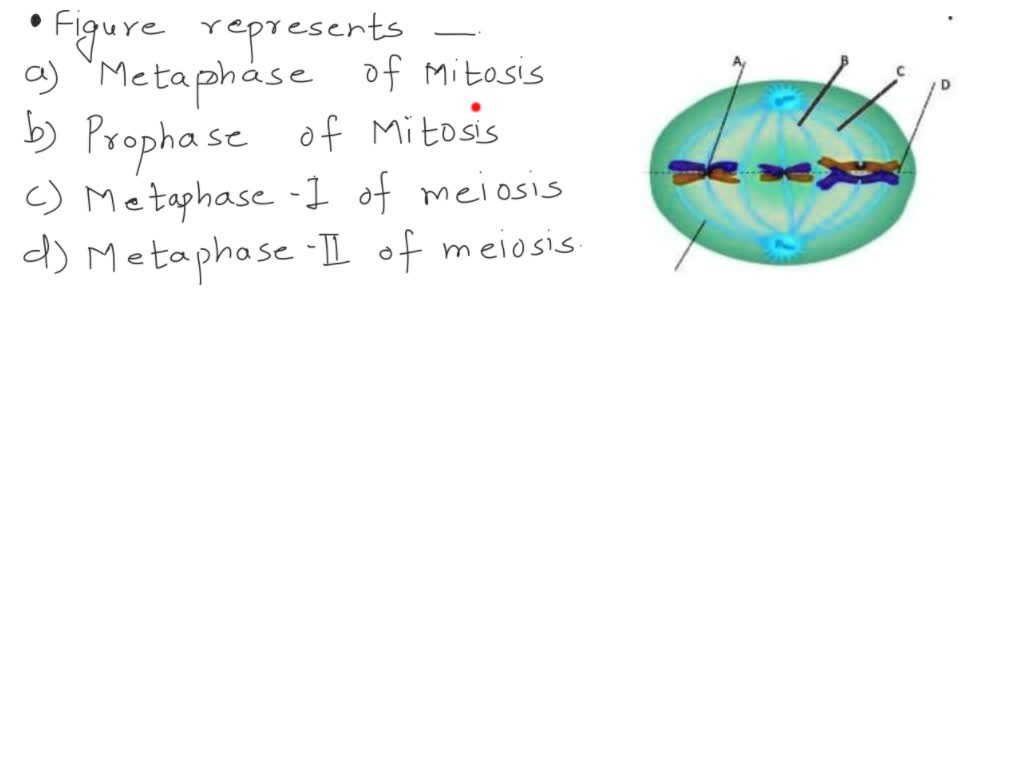 metaphase of mitosis