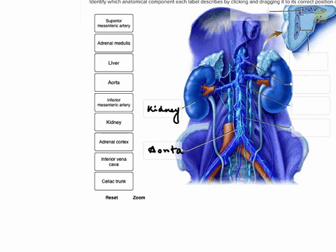identify-which-anatomical-component-each-label-describes-by-clicking-and-dragging-it-to-its-correct-position-on-the-image-superior-mesenteric-artery-adrenal-medulla-liver-aorta-inferior-mese-34161
