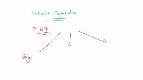 which-of-the-following-reactions-are-associated-with-respiration-select-one-a-oxidative-phosphorylation-b-tca-cycle-call-of-the-choices-d0-d_-glycolysis-83905