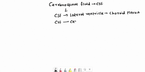 place-a-single-word-into-each-sentence-to-make-it-correct-then-place-each-sentence-into-a-logical-paragraph-order-deacribing-the-flow-of-cerebrospinal-fluid-drag-the-text-blocks-below-into-t-11793