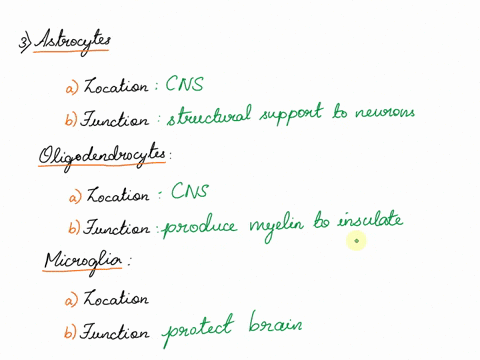 5-for-the-motor-efferent-division-distinguish-between-the-somatic-and-autonomic-nervous-systems-include-the-subdivisions-of-the-ans-6-what-is-the-function-of-a-neuron-7-give-the-location-pns-31507
