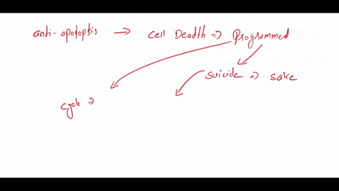 indifferent-gonads-turn-into-either-testes-or-ovaries-depending-on-a-number-of-factors-at-the-level-of-cell-behavior-the-pgcs-migrate-into-the-indifferent-gonad-in-males-but-do-not-migrate-i-08868