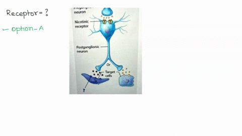 sympathetic-nervous-system-preganglionic-neuron-nicotinic-receptor-postganglionic-neuron-target-cells-nare-inis-iype-0l-receptor_-muecarinic-cholinergic-rucuptor-adrenerglc-receplor-nkolne-c-41133