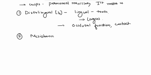in-what-order-should-the-following-cusps-of-the-permanent-maxillary-first-molar-be-placed-going-from-largest-in-overall-size-to-smallest-amesiolingual-bdistolingual-c-distobuccal-d-mesiobucc-26193