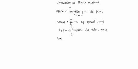 describe-the-micturition-reflex-what-is-the-name-of-the-muscle-that-contracts-as-part-of-the-micturition-reflex-what-is-the-name-of-the-involuntary-urethral-sphincter-what-is-the-name-of-the-96677