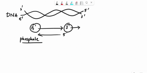 the-functional-group-found-at-the-3-end-of-a-dna-strand-is-oh-hydroxyl-po4-phosphate-ich3-methyl-cooh-carboxyl-49656