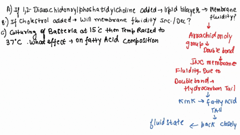 lipid-bilayer-composed-only-of-12-dlpalmitoylphosphatidylcholine_-membrane-lipld-nno-t-fatty-acyl-tails-saturated-6-pts-eu-if-12-diarachidonoylphosphatidylcholine-were-added-the-lipid-bilaye-76569