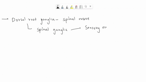 the-dorsal-root-ganglion-of-a-spinal-nerve-contains-the-fibres-11164