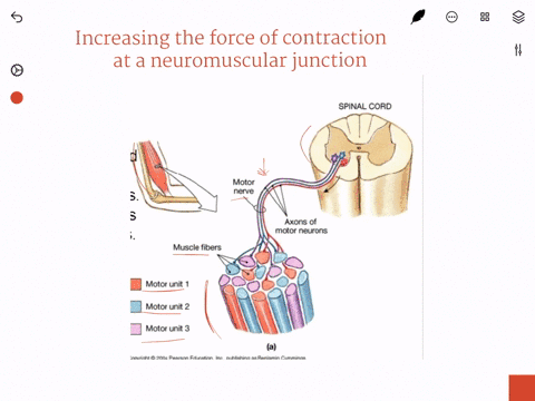 what-is-the-response-of-a-muscle-fiber-to-an-increase-in-the-firing-rate-of-a-neuron-at-the-neuromuscular-junction-how-does-the-nervous-system-increase-the-force-of-contraction-in-a-muscle-c-36275