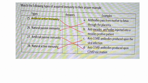 match-the-following-types-of-acquired-immunity-to-their-proper-example-types-answers-examples-25-artificial-active-immunity-antibodies-pass-from-mother-to-fetus-through-the-placenta-26-natur-74942