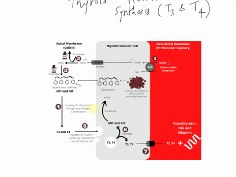 question-7correctly-order-the-sequenceof-events-involved-int3and-t4synthesis-and-secretion-begin-with-thyroid-follicularcells-synthesize-thyroglobutin-and-thryoid-peroxidase-proteins-and-by-40666