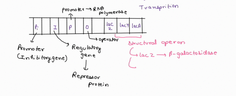 determine-the-outcome-for-the-lac-operon-genotype-shown-below-ipocz-y-i-poczy-assume-lactose-is-absent-select-one-functional-beta-galactosidase-and-functional-permease-are-produced-only-func-24443