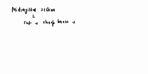 midsagittal-section-of-the-sheep-brain-and-the-ventral-aspect-of-sheep-brain-arbor-vitae-lar-cerebral-eduncle-trochlear-nerveiv-abducens-nerve-vi-blood-vesselsin-ventral-fissure-12325
