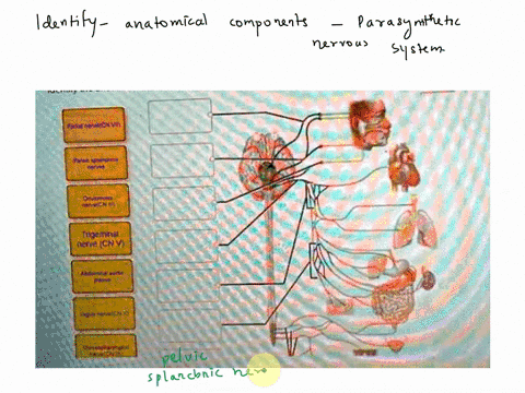 identify-the-anatomical-components-of-the-parasympathetic-nervous-system-identify-the-anatomical-components-of-the-parasympathetic-division-of-the-autonomic-nervous-system-aoanervechevi-sulb-04984