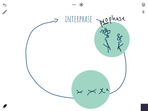 arrange-the-phases-mitotic-cell-dlvision-chronological-order-begln-the-series-with-the-first-step-after-interphase-first-phasa-atier-interphase-telephas8-cxtokinasis-prophase-anaphase-metaph-36826