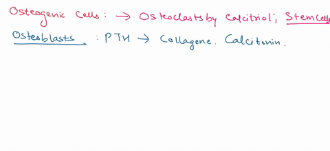 anatchap7-hw-saved-13-drag-each-label-into-the-proper-position-to-identify-the-type-of-bone-cell-described-parathyroid-hormone-inhibits-these-cells-from-synthesizing-collagen-calcitriol-caus-52818