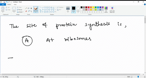 the-site-of-protein-synthesis-is-a-at-ribosomes-b-always-at-a-golgi-body-c-at-the-nuclear-membrane-d-near-microfilaments-64586