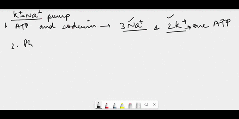 how-does-the-sodium-potassium-pump-present-in-the-cell-membrane-work-what-is-the-importance-of-this-protein-for-the-cell-71813