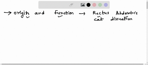 what-is-the-origin-and-function-of-the-rectus-abdominis-as-discussed-in-cat-dissection-how-does-this-structure-fit-into-the-surrounding-muscular-insertions-00267