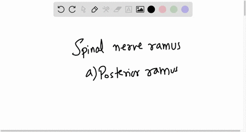 identify-the-spinal-nerve-ramus-______________________-1-branch-that-serves-the-deep-muscles-and-skin-of-the-back-______________________-2-branches-that-belong-to-the-sympathetic-nervous-sys-15848