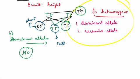 which-of-the-following-are-true-regarding-dominant-and-recessive-alleles-choose-exactly-two-answers-dominant-and-recessive-alleles-can-be-found-in-the-same-individual-only-dominant-alleles-d-28296