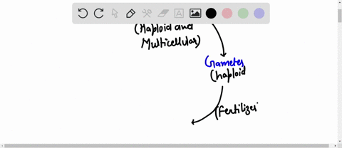in-a-life-cycle-with-alternation-of-generations-multicellular-haploid-forms-alternate-with-a-unice-2-36189