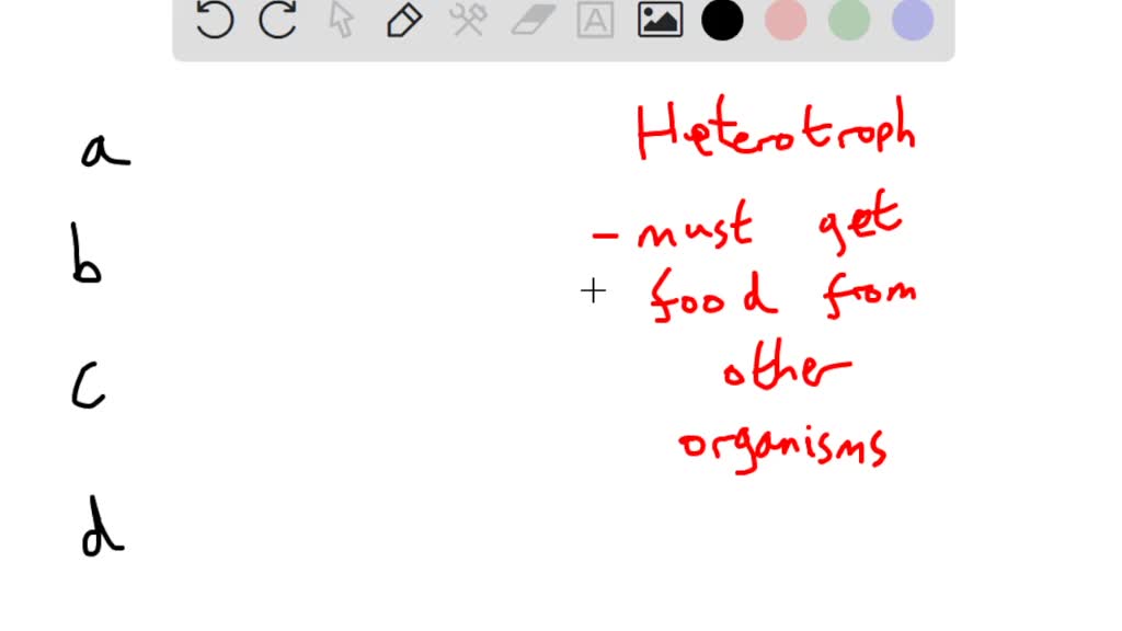 SOLVED: Which Kind Of Organism Is A Heterotroph? Photosynthesizers ...