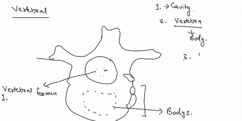 vertebral-column-gtransverse-process-hvertebral-arch-vertebral-foramen-keyabody-bintervertebral-foramina-clamina-espinous-process-superior-articular-facet-1cavity-enclosing-the-spinal-cord-2-33992