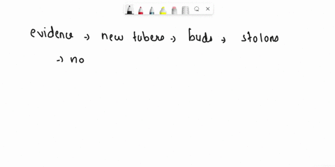 a-diagram-shows-a-potato-producing-new-tubers-buds-on-the-parent-plant-grow-into-stems-that-grow-downwards-called-stolons-the-end-of-each-stolon-develop-in-to-new-tuber1-give-two-pieces-of-e-54111