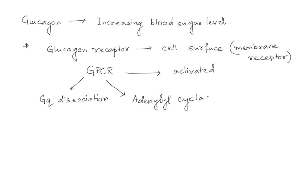SOLVED Glucagon increases blood sugar level. Diagrammatically depict a
