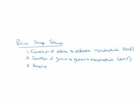 explain-the-salvage-pathways-for-purine-and-pyrimidine-synthesis-67043