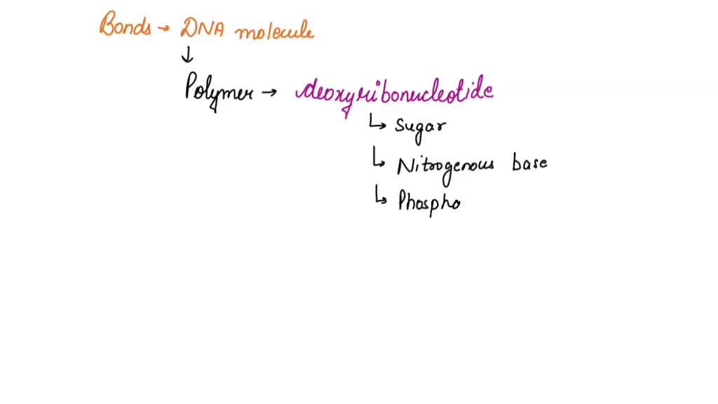 SOLVED: What type of bond holds together the backbone of DNA? Select