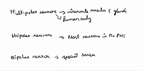 match-the-most-common-types-of-neurons-with-where-they-can-be-found-in-the-human-body-match-the-most-common-types-of-neurons-with-where-they-can-be-found-in-the-human-body-most-common-typein-43085
