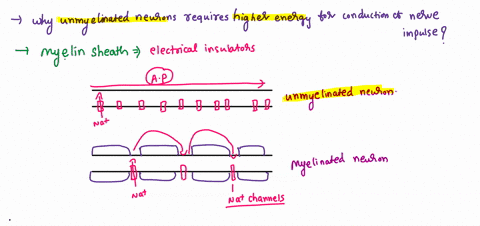 short-answer-hypothesize-why-it-takes-more-energy-for-a-nerve-impulse-to-travel-an-axon-that-lacks-m-39057