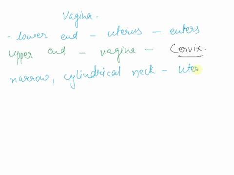 54y-the-lower-end-of-the-uterus-that-enters-into-the-upper-end-of-vagina-is-the-cervix-ampulla-eisthmus-body-fundus-67602