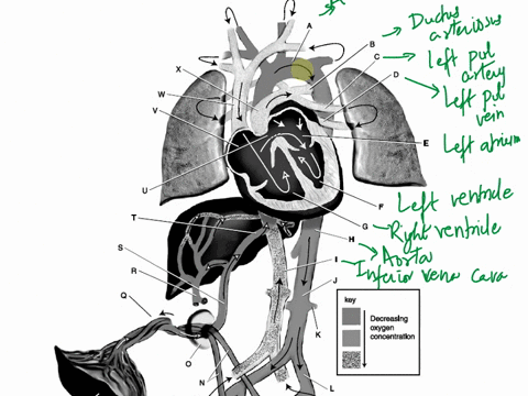 5-identify-the-cardiac-valves-shown-in-figure-225-key-decreasing-oxygen-concentratlon-k-84398