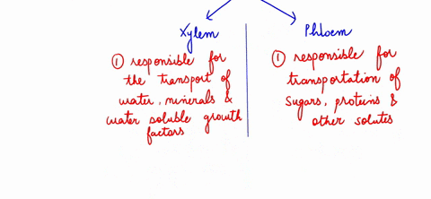 how-did-the-development-of-a-vascular-system-contribute-to-the-increase-in-size-of-plants-47776