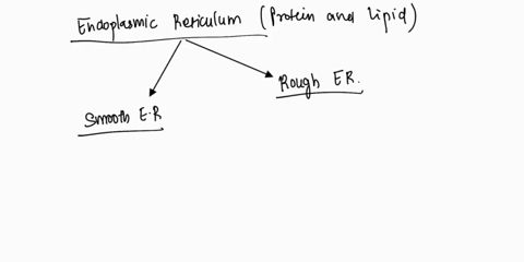 how-does-rough-er-differ-from-smooth-er-62884
